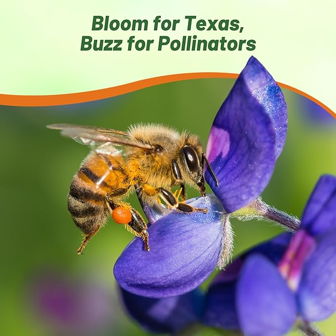 Outsidepride Texas Bluebonnet Seeds - 500 Pcs Annual Lupinus Texensis, Heirloom Quality, Drought-Tolerant Wildflower Seeds w/Blue Blooms for Vibrant Spring Displays, Landscape, & Attracts Pollinators