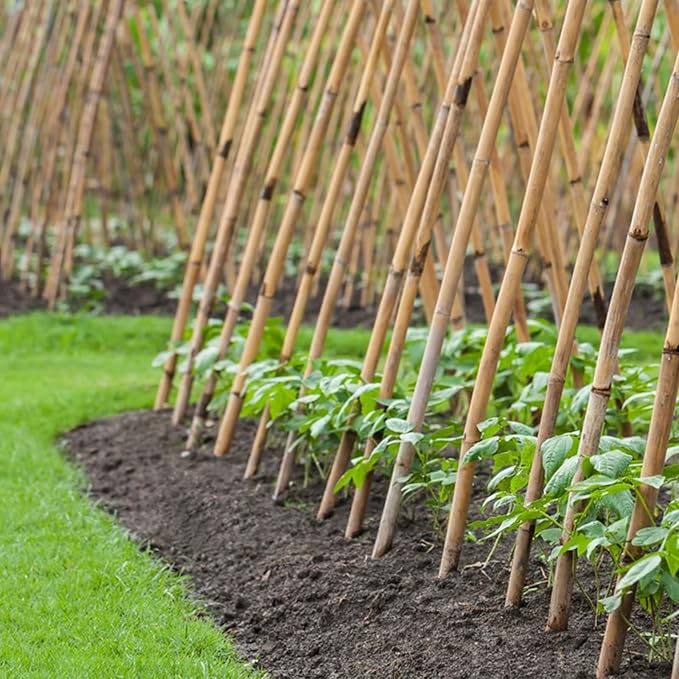 Bamboo Stakes 4 Feet Thicker Garden Stakes with Garden Twine, Diameter of 0.55in Natural Plant Stakes Bamboo Poles for Climbing Plants Support Tomato Cage - 20 Pack Bamboo Sticks for Plants