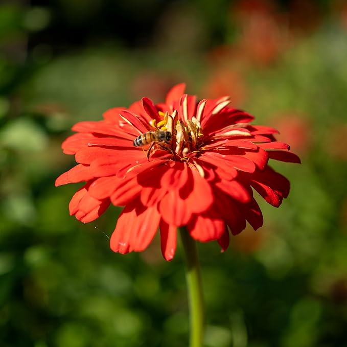 Plant Good Seed Organic Red Zinnia Seeds - Pack of 100, Heirloom Seeds for Planting Flowers - Gardening Supplies, Wildflower, Herb Garden, Flower Seeds to Plant Outside - from USA
