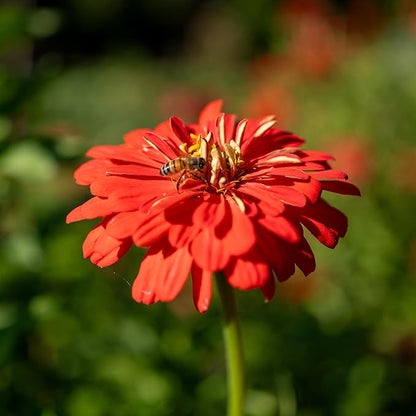 Plant Good Seed Organic Red Zinnia Seeds - Pack of 100, Heirloom Seeds for Planting Flowers - Gardening Supplies, Wildflower, Herb Garden, Flower Seeds to Plant Outside - from USA