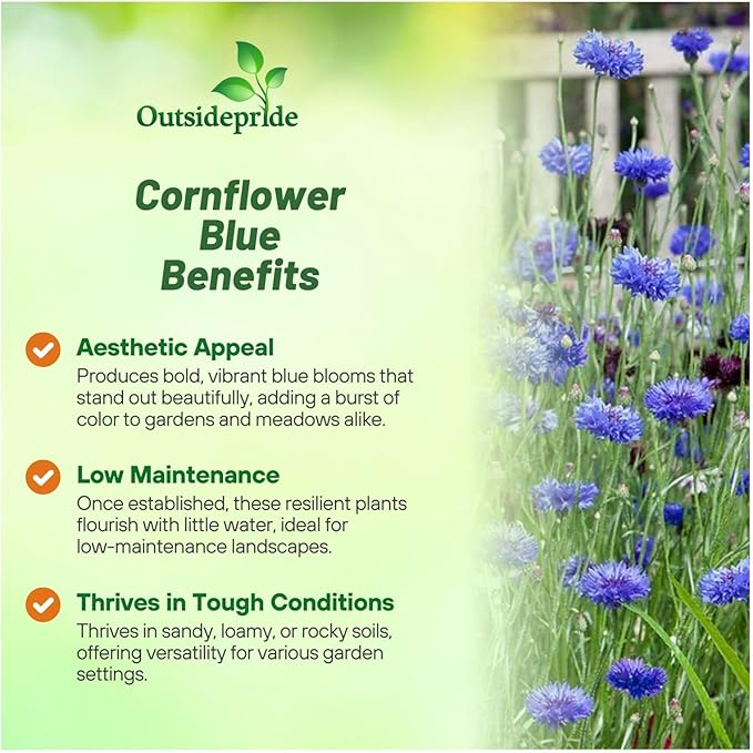 Outsidepride Dwarf Blue Cornflower Seeds for Planting - 2000 Pcs. Annual Bachelor's Button Flower Seeds for Cut Flower Gardens, Drought-Tolerant, Attracts Pollinators, Ideal for Borders & Bouquets
