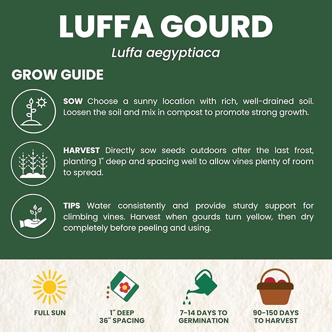 Luffa Gourd – 45 Premium Seeds for Planting – Natural Sponges, Vigorous Vines, Abundant Harvests for The 2026 Season – 5 Gram Pouch