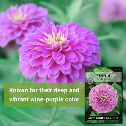 Sow Right Seeds - Luminosa Zinnia Flower Seeds for Planting - Non-GMO Heirloom Packet with Instructions to Grow - Heat & Drought Resistant - Huge Pink Blossoms - Beautiful to Plant in Your Garden (3)