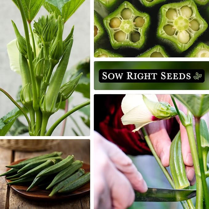 Sow Right Seeds - Bulk Clemson Spineless Okra Seeds for Planting - 1 Ounce, 525 Seeds - Non-GMO Heirloom Jumbo Pack with Instructions to Plant a Home Garden - Make Fried Okra - Abundance of Greens