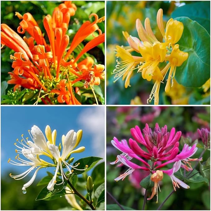 200 Honeysuckle Seeds - Non-GMO Heirloom, Fragrant Climbing Perennial Vine, Pollinator Friendly for Indoor & Outdoor Garden Planting