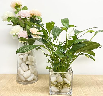 20 lbs White River Rocks, 1-2 Inch Polished Pebbles for Indoor Plants, Decorative White Stones for Plants, Vase, Aquarium, Fish Tank, Landscaping and Garden