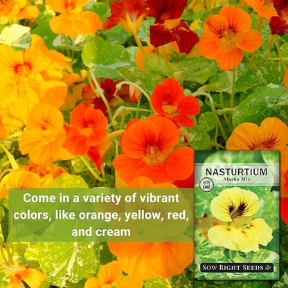 Sow Right Seeds - Dwarf Alaska Mix Nasturtium Seeds for Planting - Edible Flower - Non-GMO Heirloom Packet with Instructions to Plant in Your Garden - Warm Colored Blooms and Variegated Leaves (3)
