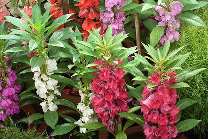Seeds Balsam Garden Mix Touch-Me-Not Hanging Annual Flower Non GMO