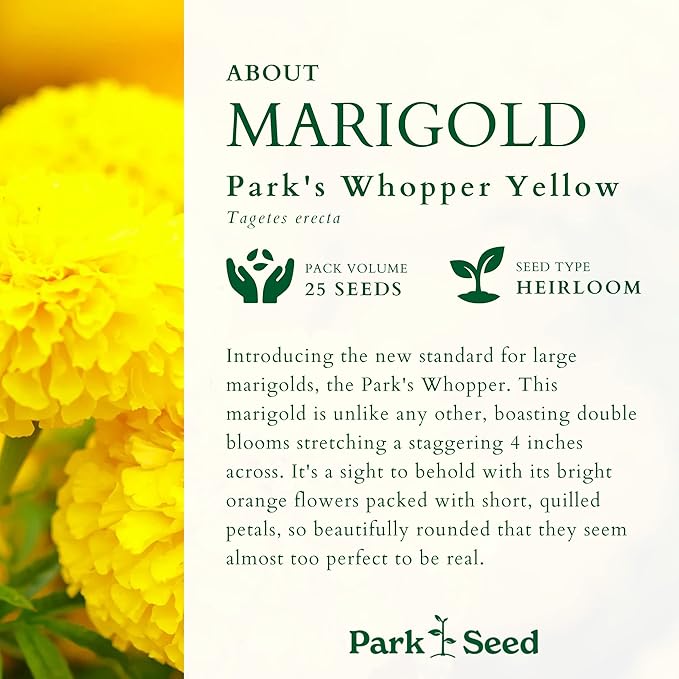 Park Seed Whopper Yellow Marigold Flower Seeds – Giant 4-Inch Fully Double Blooms, Botrytis-Tolerant and Sturdy, Long-Lasting Summer Color for Beds, Borders, or Containers – Pack of 25