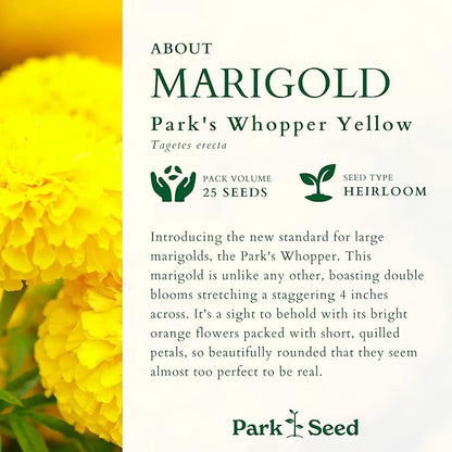 Park Seed Whopper Yellow Marigold Flower Seeds – Giant 4-Inch Fully Double Blooms, Botrytis-Tolerant and Sturdy, Long-Lasting Summer Color for Beds, Borders, or Containers – Pack of 25