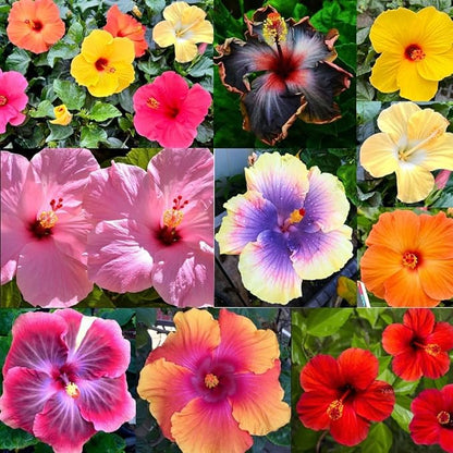 120+ PCS Mixed Giant Hibiscus Seeds for Planting Flowers Perennial Flower Outdoor Home Garden Flower