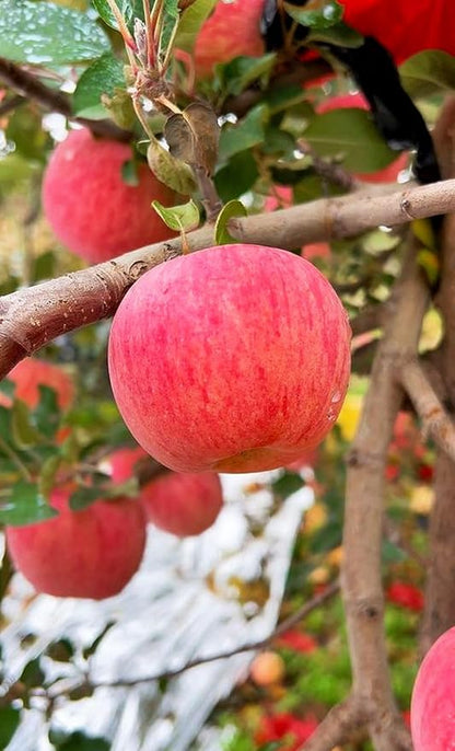 100 pcs Apple Tree Seeds Honey Crisp Honey Crunch Pomme Pommier Fruit Plant Bonsai Malus Seeds