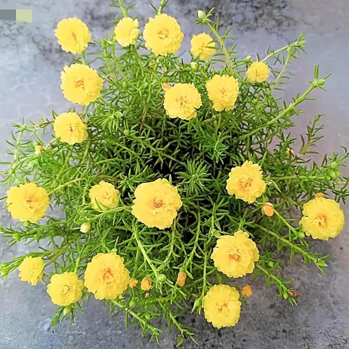 100+ Yellow Moss Rose Seeds Portulaca Grandiflora Succulent Flowers Garden Planting