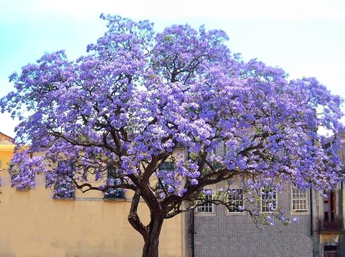 450 Paulownia fortunei | Dragon Tree | Fortunes Empress, by-PeavyTailor, Sapphire
