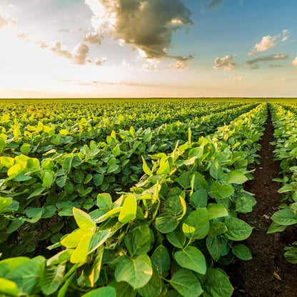 Outsidepride Soybean Seeds - 5 lbs High-Protein & High Yield Heirloom Variety Soy Beans, Ideal for Oil Processing, Forage, Animal Food Plots, & Wildlife Feed for Poultry & Other Farm Animals