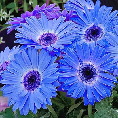 300+ Mixed Daisy Seeds for Planting-Gerber Daisy Seeds,Gerbera Daisy Seed Non-GMO Heirloom Flower for Garden Outdoor