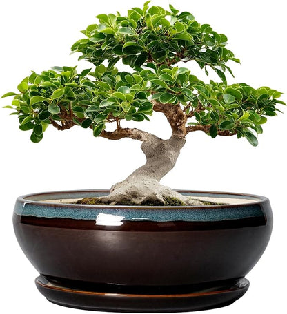 SQOWL Bonsai Planter 12 Inch - Ceramic Succulent Pots Large, Round Shallow Plant Pots Indoor with Drainage Hole and Saucer, Bowl Planter Outdoor for Flower, Room Decor, Housewarming Gifts, Blue-Brown