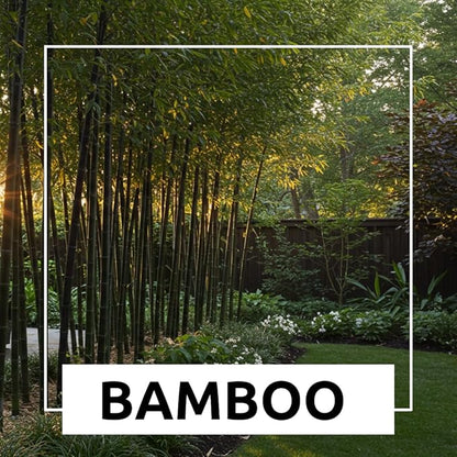 300+ Black Bamboo Seeds for Planting - Exotic Fast Growing Ornamental Grass for Privacy Screen, Windbreak & Landscape Accent, Garden Bamboo