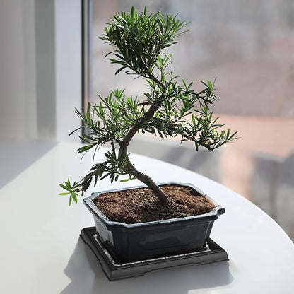Pinkunn 2 Pcs Bonsai Humidity Tray Rectangular Drip Tray Plastic Plant Water Catcher Plant Saucers for Indoors and Outdoors Cactus,Succulents,Bonsai Tree,Stone Not Included (7.8 x 5.5 Inch)