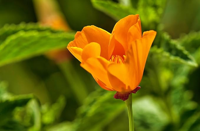 California Poppy | Flower Seed Grow Kit | The Jonsteen Company