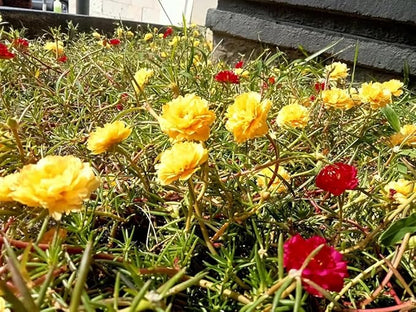 100+ Yellow Moss Rose Seeds Portulaca Grandiflora Succulent Flowers Garden Planting