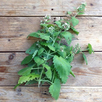 Gaea's Blessing Seeds - Catnip Seeds - Non-GMO Heirloom Seeds Nepata Cataria Open-Pollinated - with Easy to Follow Instructions - 90% Germination Rate Net Wt. 1.1g (Pack of 3)