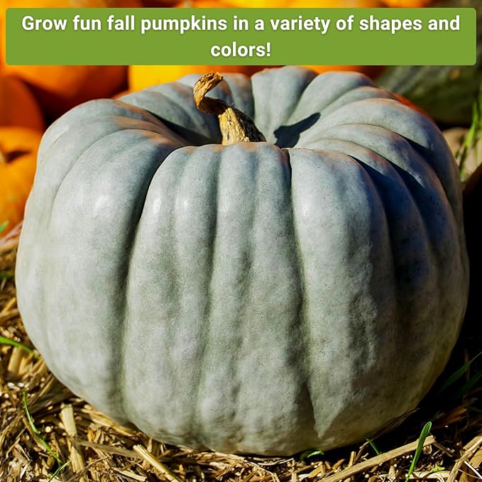 Sow Right Seeds - Decorative Pumpkin Seed Collection for Planting - Jarrahdale, Galeux d’Eysines, and Winter Luxury Pumpkins - Non-GMO Heirloom Packets with Instructions to Plant and Grow
