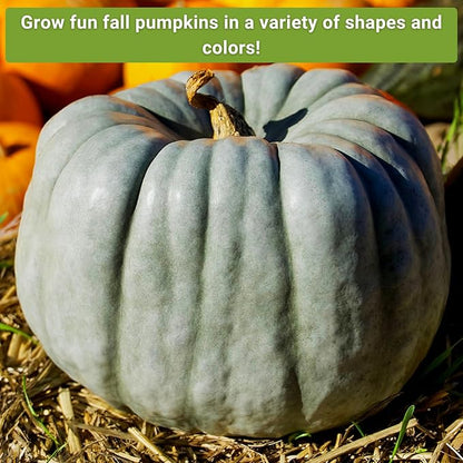 Sow Right Seeds - Decorative Pumpkin Seed Collection for Planting - Jarrahdale, Galeux d’Eysines, and Winter Luxury Pumpkins - Non-GMO Heirloom Packets with Instructions to Plant and Grow