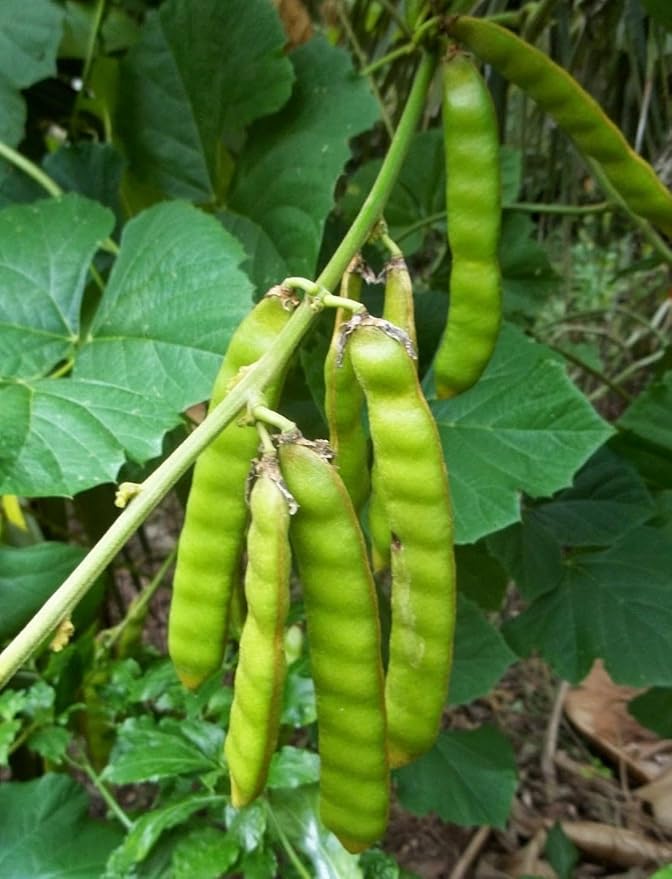 TomorrowSeeds - True Jicama Seeds - 240+ Count - for 2026 Planting USA Garden Vegetable Mexican Yam Bean Root Potato Non-GMO Heirloom Grow Your Own Home Farm Patio Healthy Sustainable Living Seed