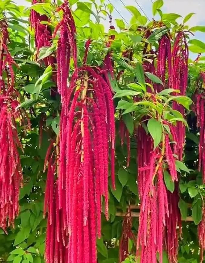 500PCS Amaranth Seeds Red Garnet Love Lies Bleeding Autumn Flower Garden Heirloom Seeds