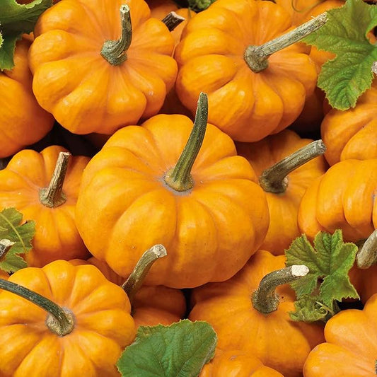 Eden Brothers Pumpkin Seeds - Jack Be Little Non-GMO Seeds for Planting, 1 Ounce | High-Yielding, Fast Growing Vegetable Seeds, Plant During Warm Season, Zones 3, 4, 5, 6, 7, 8, 9, 10