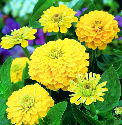 Yellow Zinnia Seeds - 100 Heirloom Seeds for Planting Zinnia elegans - Grow Annual Open Pollinated Flowers for a Butterfly Garden