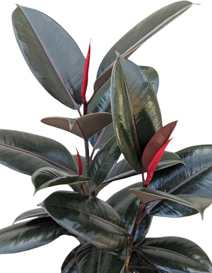 Burgundy Rubber Plant, 8 inch Pot, Live Indoor Ficus Elastica Tree, 2-3 Feet Tall