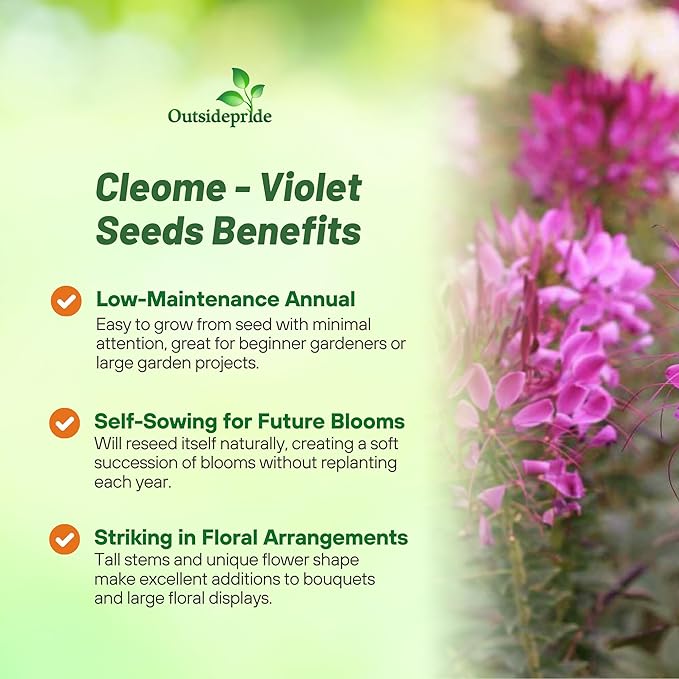 Outsidepride Violet Cleome Seeds - 1000 Pcs Annual Flower Seeds with Large, Airy, Spidery Blooms, Drought Tolerant Spider Plant for Xeriscaping, Flower Bed, Border, Pollinator, & Cut Flower Garden