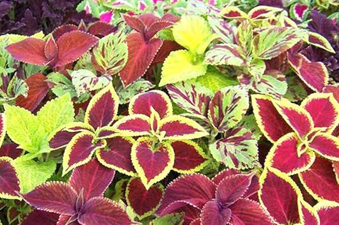 Seeds Coleus Exotic Mix/Perennial Flowers