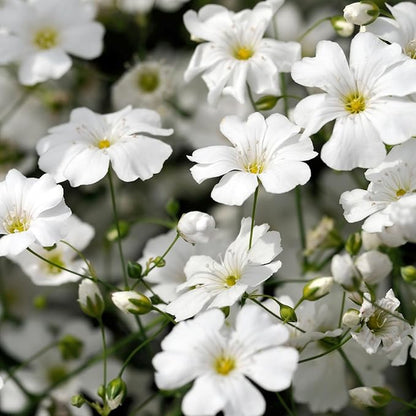 Seed Needs White Baby's Breath Seeds for Planting - Heirloom & Open Pollinated Annual Flowers - Perfect for a Butterfly Garden, Bouquets & Floral Arrangements (XL Packs)