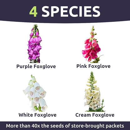 Foxglove Mixed Colors - Bulk 2 Ounce Pouch - 500,000 Flower Seeds for Planting - Digitalis purpurea
