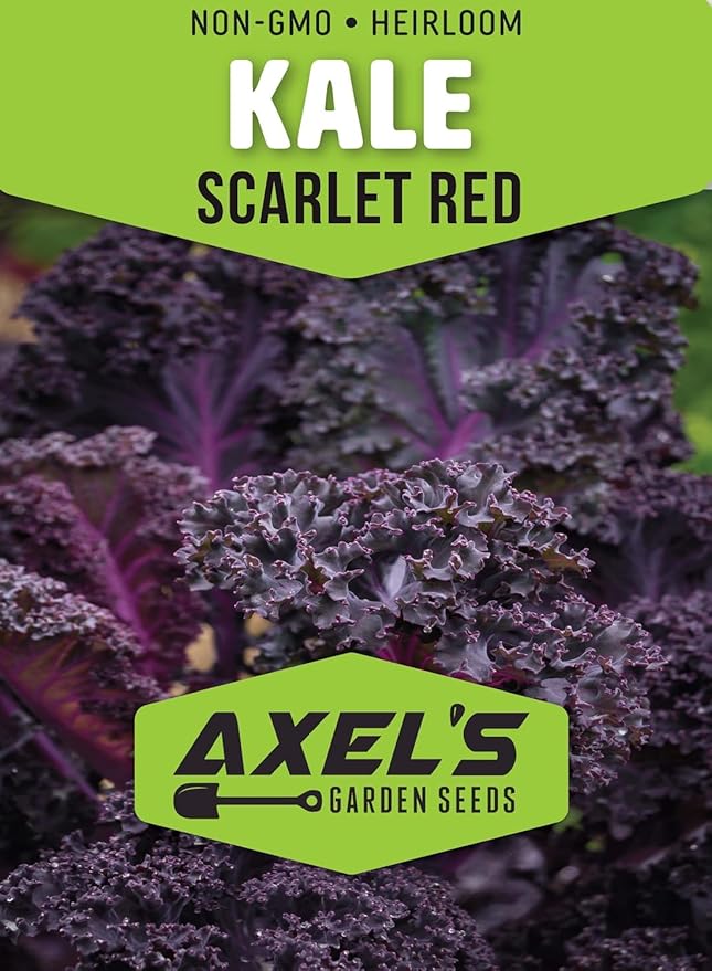 Kale Seeds for Planting - Plant & Grow Heirloom Kale Varieties Home Outdoor Garden – Easy Grow Planting Packet Instructions Included, Great Gardening Gift – 1 Packet of Each Variety