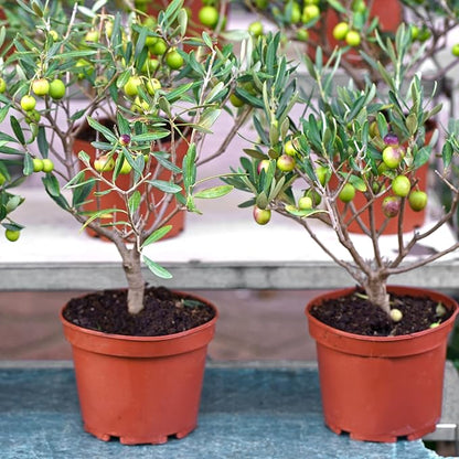 Premium Olive Tree Potting Mix 2qt, Uesed for The Propagation of Olive Trees by Cuttings or Seeds, Suitable for Planting, Repotting, and Growing Houseplant