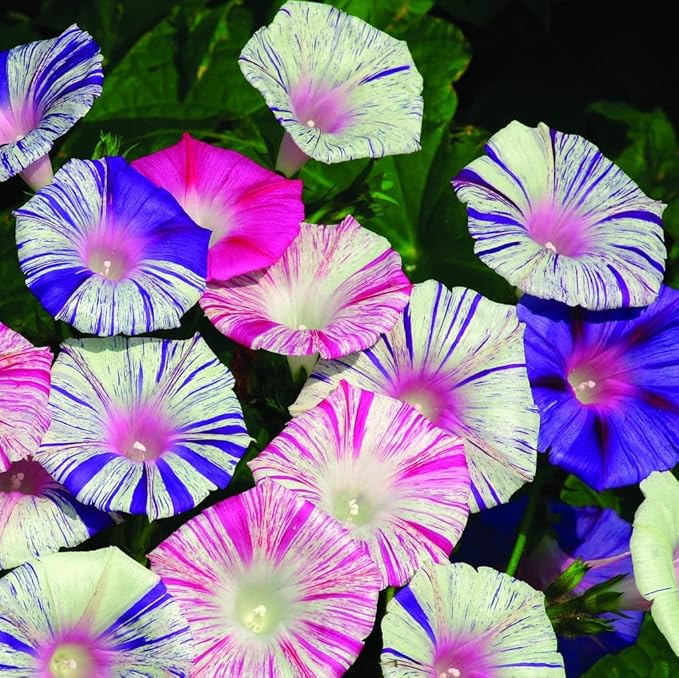 Seeds Morning Glory Harlequin Mix Annual Flowers