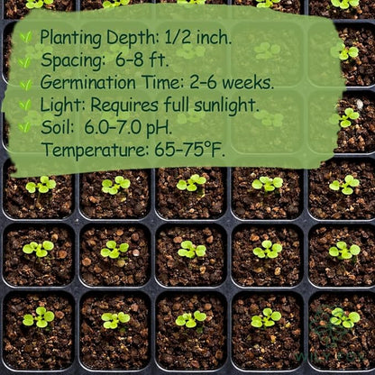 Apple Seeds for Planting – 10+ Heirloom Apple Tree Seeds for Home Garden, Fruit Tree Seeds for Backyard Orchard, Growing Instructions Included