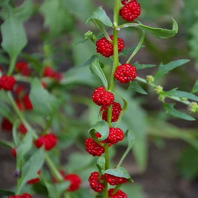 Outsidepride Strawberry Spinach Seeds - 5000 Pcs. Annual, Easy to Grow & Low Maintenance, Fruit Seeds for Planting Edible Foliage & Strawberry-Like Fruits for Pollinator Gardens & Erosion Control