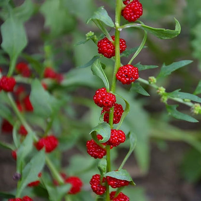 Outsidepride Strawberry Spinach Seeds - 5000 Pcs. Annual, Easy to Grow & Low Maintenance, Fruit Seeds for Planting Edible Foliage & Strawberry-Like Fruits for Pollinator Gardens & Erosion Control