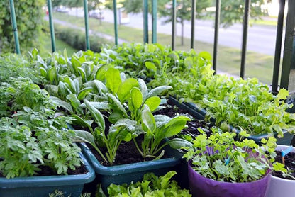 Super Absorbent Polymer Helps Plant Growth and Plant Establishment (5 Pounds)
