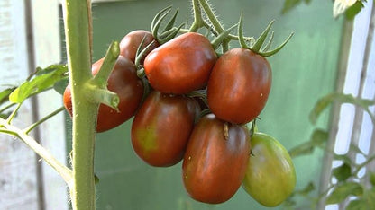 Seeds Vegetable Black De Barao Tomato - 40 Seeds