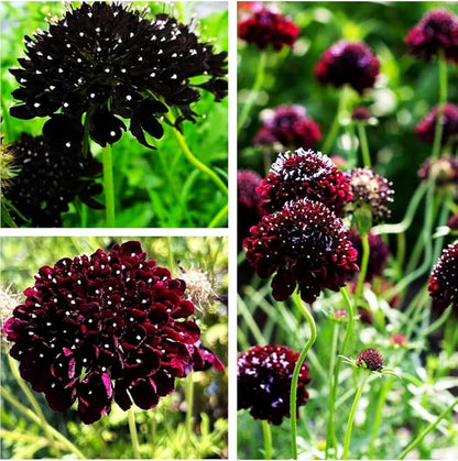 Pincushion or Scabiosa Mixed Seeds - 100 Imperial Mix Seed - Non GMO
