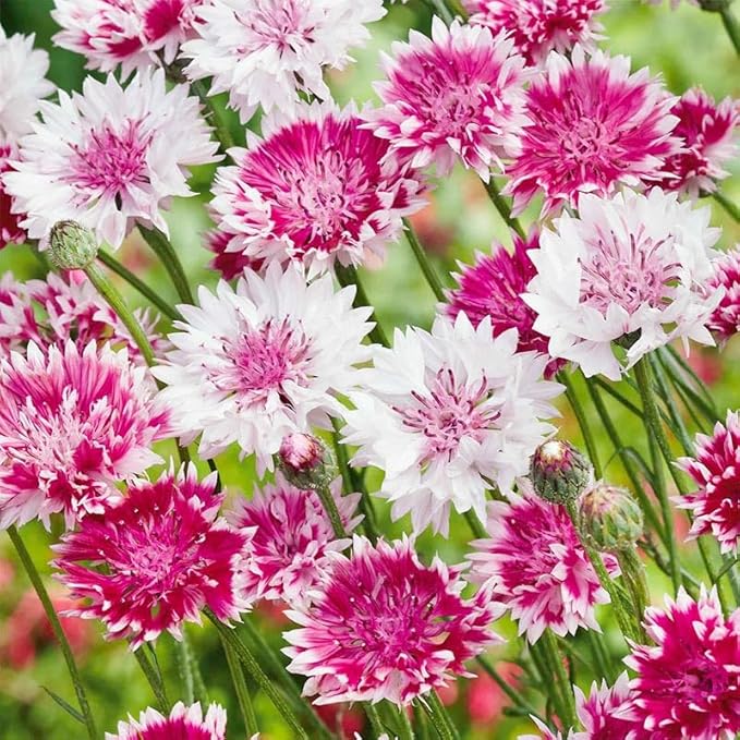 520+ Cornflower Seeds for Planting-Non-GMO Heirloom Plant Seeds Garden Outdoor
