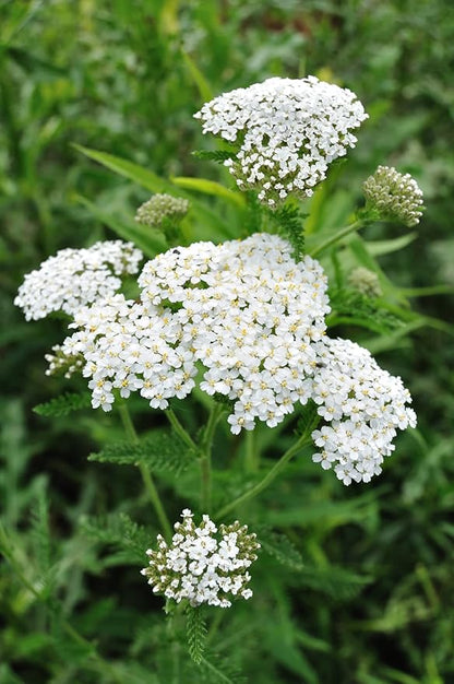 Yarrow White 10,000 Seeds (Achillea millefolium) - Heirloom - Open Pollinated - Native Flower Seeds for Planting - Attracts Pollinators - Drought Tolerant
