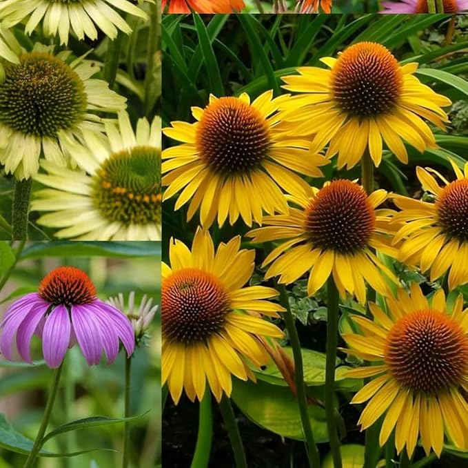 1000+ Echinacea Purpurea Seeds for Planting, Mixed Color Echinacea Coneflower Seeds, Perennial Cone Flower Seed for Home Garden, Potted Decoration