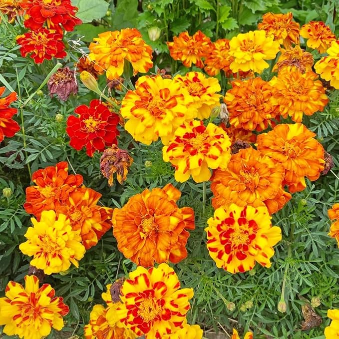 French Marigold Sparky Mix Seeds, Over 5,000 Seeds by Seeds2Go